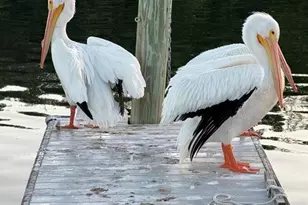 8 Sixth St, Bradenton, FL 34210 - Photo 39