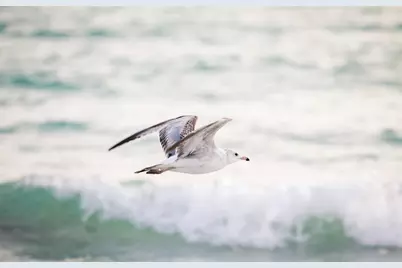 531 Latitude Lane, Osprey, FL 34229 - Photo 51