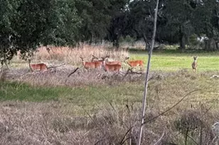 14110 Sugarbowl Rd, Myakka City, FL 34251 - Photo 7