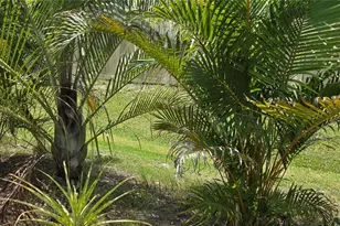 221 Dade Ave, Sarasota, FL 34232 - Photo 7