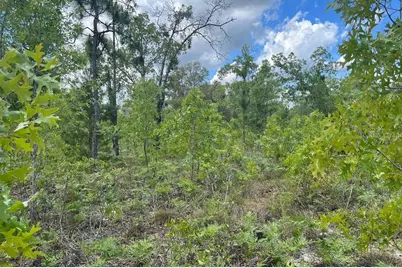 0000 Lady Bug Lane, Melrose, FL 32666 - Photo 11