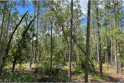 0000 Lady Bug Lane, Melrose, FL 32666 - Photo 7
