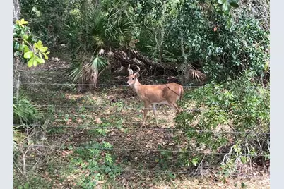49 Fenny Bosk Trail, Venus, FL 33960 - Photo 7