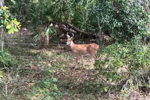49 Fenny Bosk Trail, Venus, FL 33960 - Photo 7