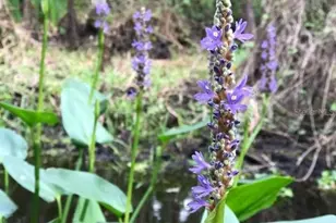 49 Fenny Bosk Trail, Venus, FL 33960 - Photo 25