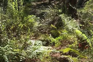 49 Fenny Bosk Trail, Venus, FL 33960 - Photo 31