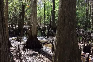 49 Fenny Bosk Trail, Venus, FL 33960 - Photo 35