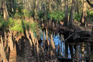 49 Fenny Bosk Trail, Venus, FL 33960 - Photo 9