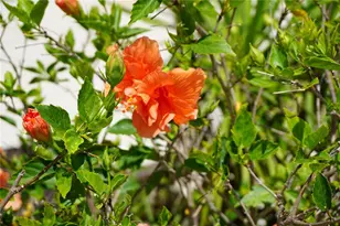 25115 Esmeralda Ct, Punta Gorda, FL 33955 - Photo 51