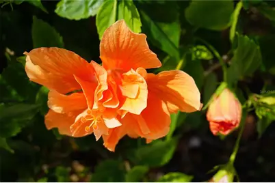 25115 Esmeralda Court, Punta Gorda, FL 33955 - Photo 53