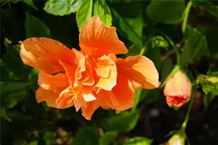 25115 Esmeralda Ct, Punta Gorda, FL 33955 - Photo 53