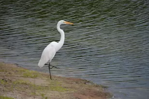 4056 Oakview Dr, Port Charlotte, FL 33980 - Photo 23