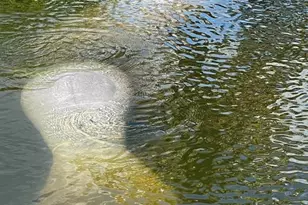 24398 Treasure Island Blvd, Punta Gorda, FL 33955 - Photo 45