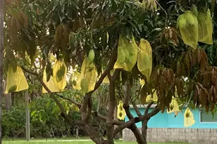 232 Darst Ave, Punta Gorda, FL 33950 - Photo 93