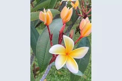 232 Darst Avenue, Punta Gorda, FL 33950 - Photo 95