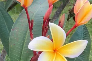 232 Darst Ave, Punta Gorda, FL 33950 - Photo 95