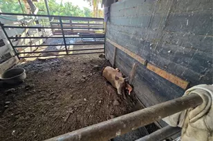 43451 & 43631 Farabee Rd, Punta Gorda, FL 33982 - Photo 45