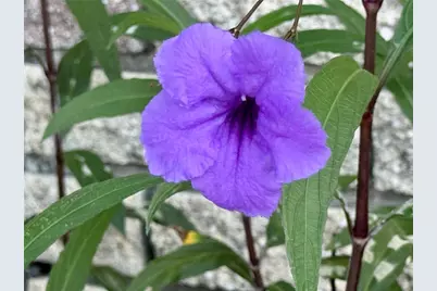 580 Fairmount Drive, North Port, FL 34287 - Photo 43