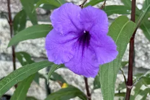 580 Fairmount Dr, North Port, FL 34287 - Photo 43