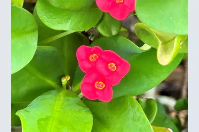 580 Fairmount Drive, North Port, FL 34287 - Photo 41