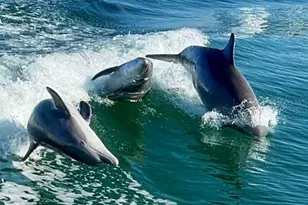 26485 Rampart Blvd, Punta Gorda, FL 33983 - Photo 21