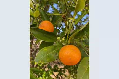 1124 Salina Avenue, Port Charlotte, FL 33948 - Photo 29