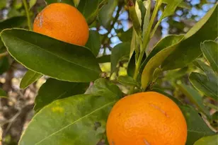 1124 Salina Ave, Port Charlotte, FL 33948 - Photo 29