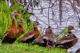 623 Oak Hill Cir, Sarasota, FL 34232 - Photo 33