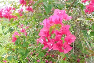 11739 SW Lemon Ave, Arcadia, FL 34269 - Photo 47