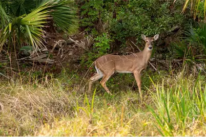 Kamsler Avenue, North Port, FL 34286 - Photo 7