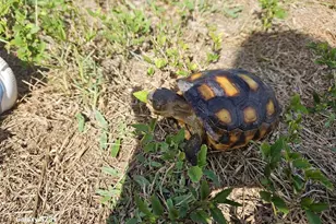 4743 Butterfly Ln, North Port, FL 34288 - Photo 63