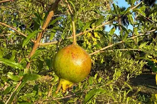 2750 Abbotsford St, North Port, FL 34287 - Photo 43