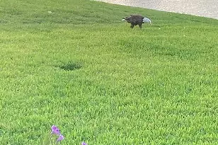 1109 Appian Dr, Punta Gorda, FL 33950 - Photo 39