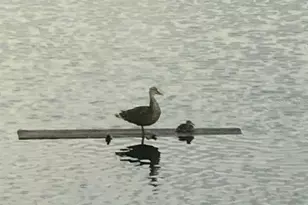 1109 Appian Dr, Punta Gorda, FL 33950 - Photo 39