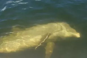 184 Colony Point Dr, Punta Gorda, FL 33950 - Photo 47