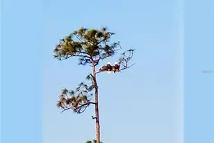 14073 Black Beauty Dr, Punta Gorda, FL 33955 - Photo 37