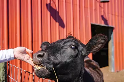 9931 SE English Avenue, Arcadia, FL 34266 - Photo 55