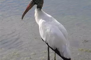 4000 Oakview Dr, Punta Gorda, FL 33980 - Photo 29