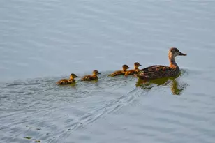 4024 Oakview Dr, Punta Gorda, FL 33980 - Photo 21