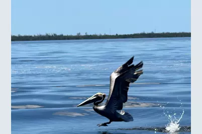 12121 Snow Bird Avenue, Port Charlotte, FL 33981 - Photo 7