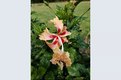 1658 Scarlett Avenue, North Port, FL 34289 - Photo 47