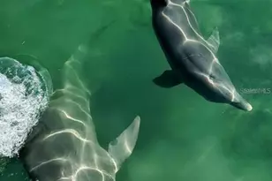 1276 Seagull Dr, Englewood, FL 34224 - Photo 23