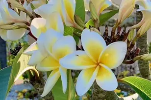 391 Via Esplanade, Punta Gorda, FL 33950 - Photo 55