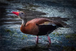695 Midway Dr, Ocala, FL 34472 - Photo 41