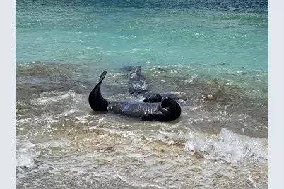 1760 Gulf Boulevard #601, Englewood, FL 34223 - Photo 43