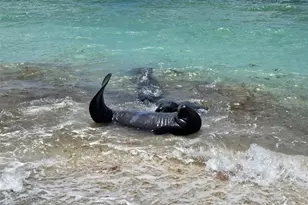 1760 Gulf Blvd, Englewood, FL 34223 - Photo 43