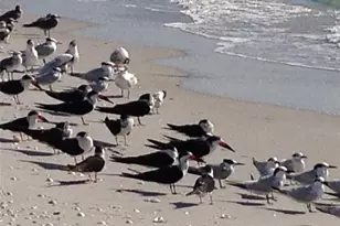 180 S Gulf Blvd, Placida, FL 33946 - Photo 47