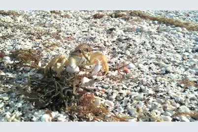 51 Pine Valley Place, Rotonda West, FL 33947 - Photo 47