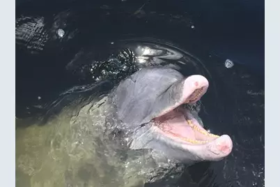 136 Hercules Drive, Rotonda West, FL 33947 - Photo 19