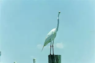 6040 Boca Grande Causeway, Boca Grande, FL 33921 - Photo 3